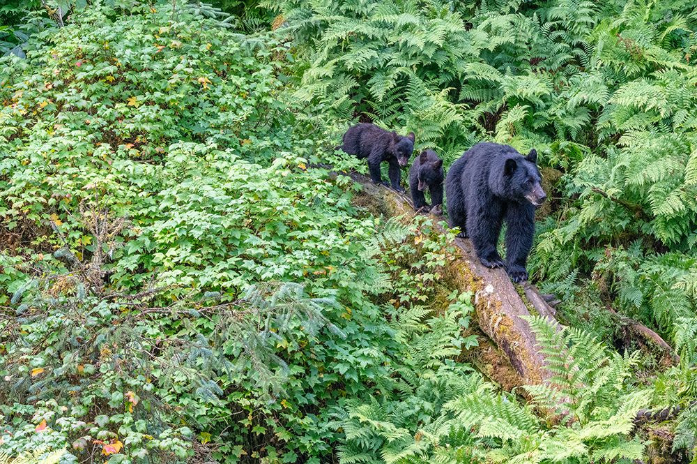 Alaska. Black bear sow with cubs approaches creek, Anan Bear Observatory, Tongass National Forest. art print by Howie Garber for $57.95 CAD