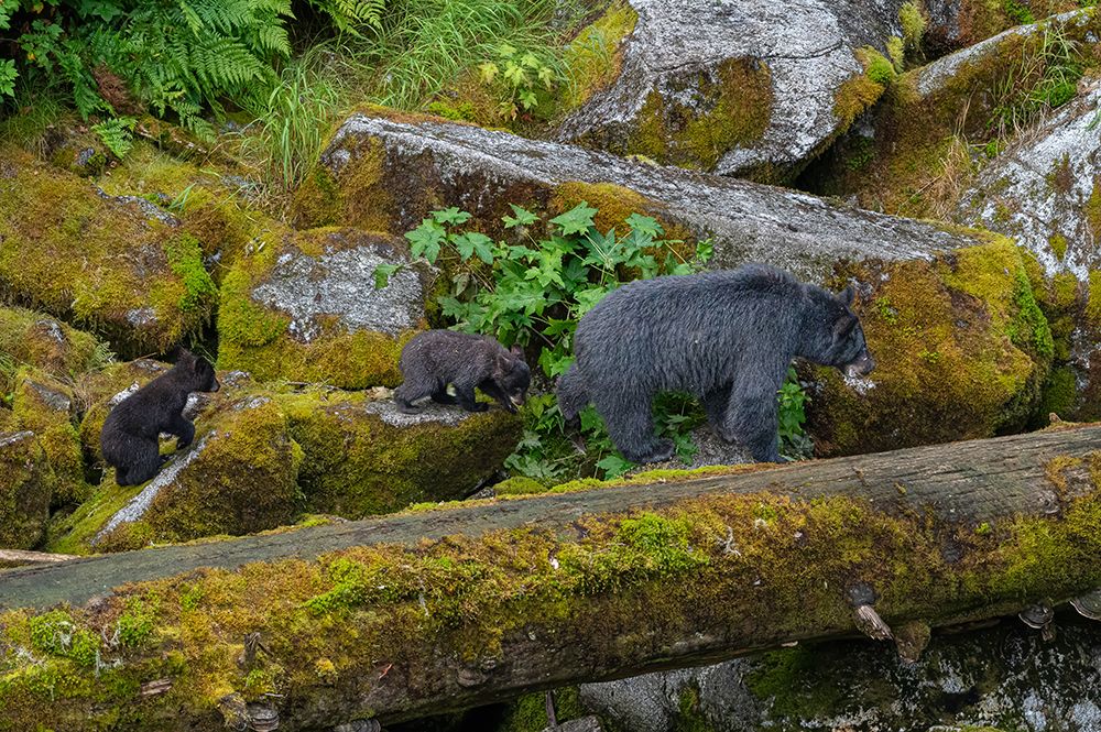 USA, Alaska. Mother black bear with cubs, Anan Bear Observatory art print by Howie Garber for $57.95 CAD