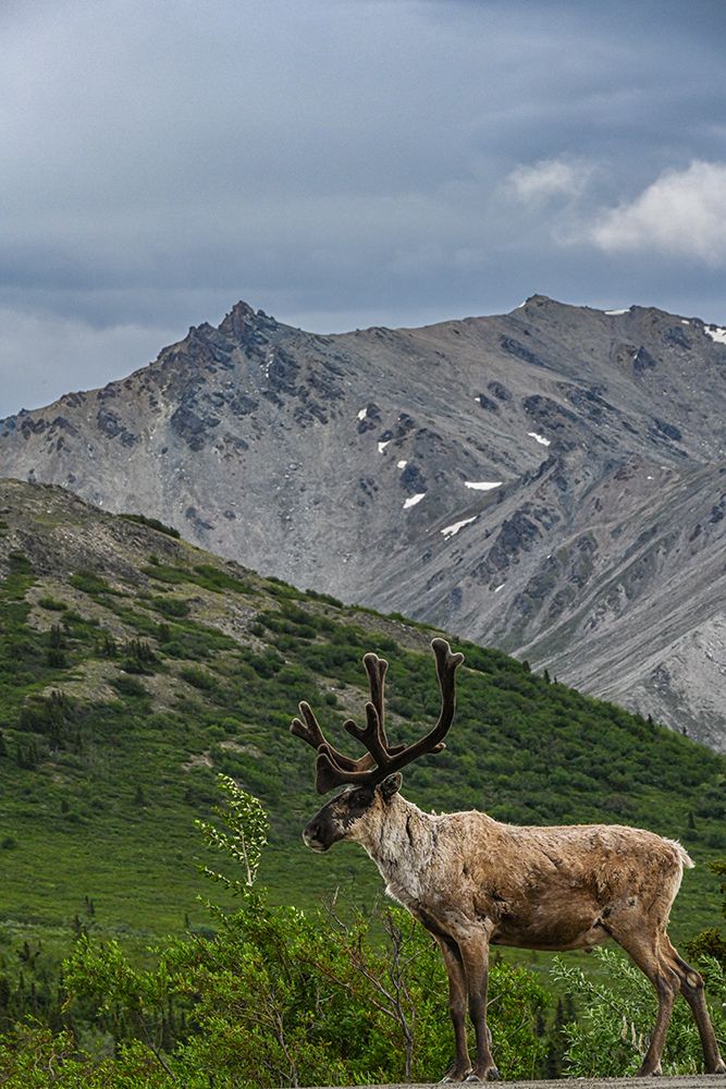 USA, Alaska. Male caribou, Denali National Park art print by Howie Garber for $57.95 CAD