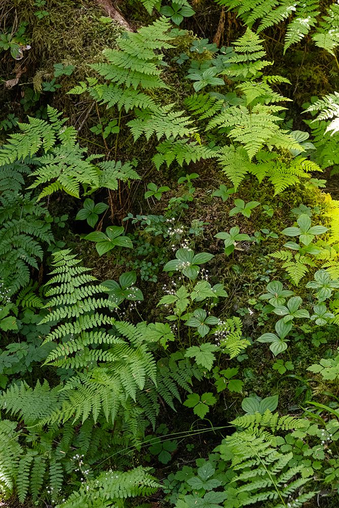 USA, Alaska. Bracken fern and mosses cling to tree trunk, Tongass National Forest art print by Howie Garber for $57.95 CAD