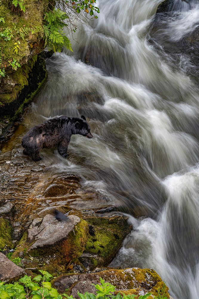 USA, Alaska. Black bear fishes at Anan Creek, Tongass National Forest art print by Howie Garber for $57.95 CAD