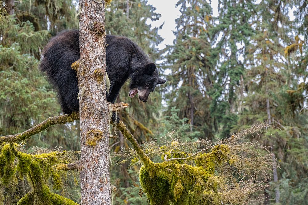 USA, Alaska. Black bear climbing moss covered tree at Anan Bear Observatory. art print by Howie Garber for $57.95 CAD
