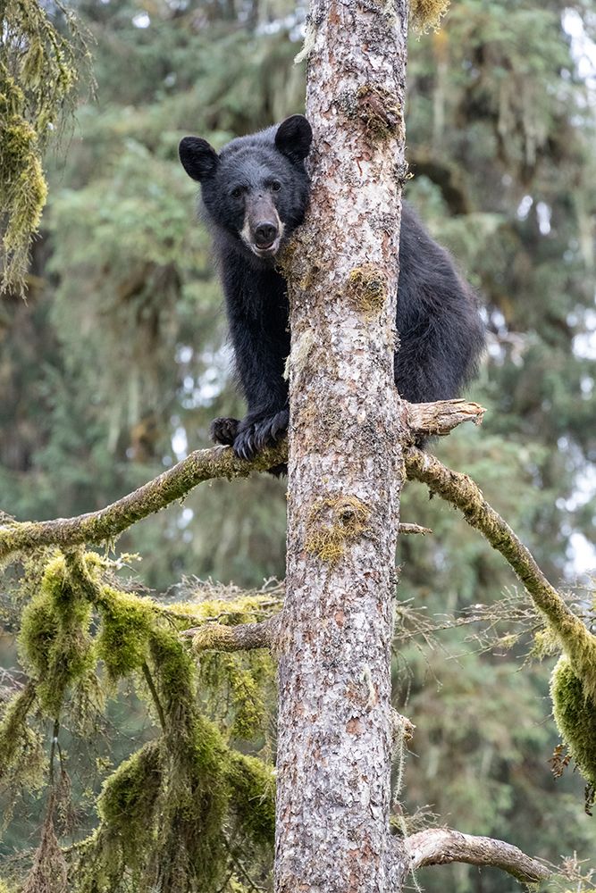 USA, Alaska. Black bear climbing moss covered tree at Anan Bear Observatory. art print by Howie Garber for $57.95 CAD