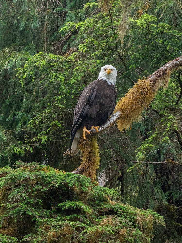 USA, Alaska. Bald eagle in rainforest near Wrangell. art print by Howie Garber for $57.95 CAD