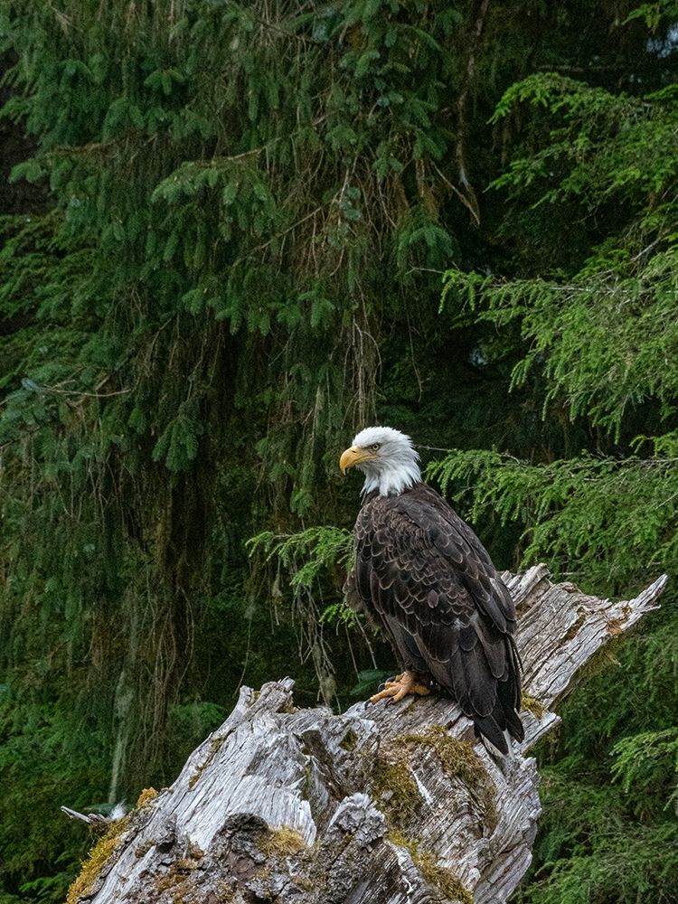 USA, Alaska. Bald eagle in rainforest near Wrangell. art print by Howie Garber for $57.95 CAD