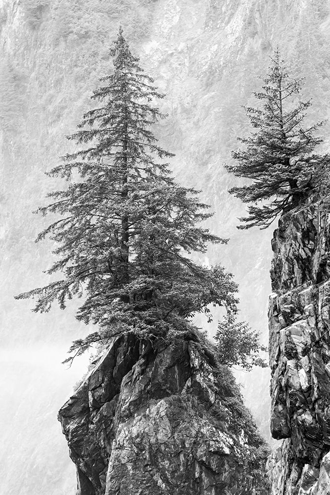 Alaska- Kenai Peninsula. Black and white image of pine tree on a monolith. art print by Janet Muir for $57.95 CAD