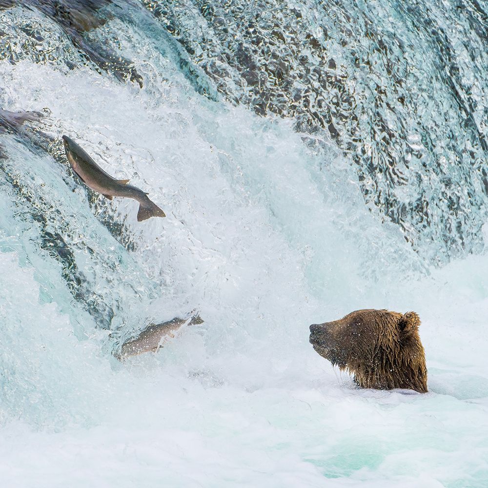 Alaska- Brooks Falls. Grizzly bear at the base of the falls watching fish jump. art print by Janet Muir for $57.95 CAD