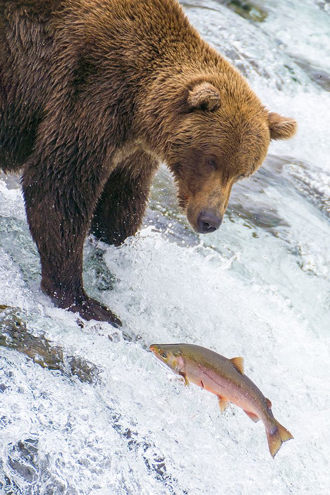 Alaska- Brooks Falls. Grizzly bear at the top of the falls watching a fish jump. art print by Janet Muir for $57.95 CAD