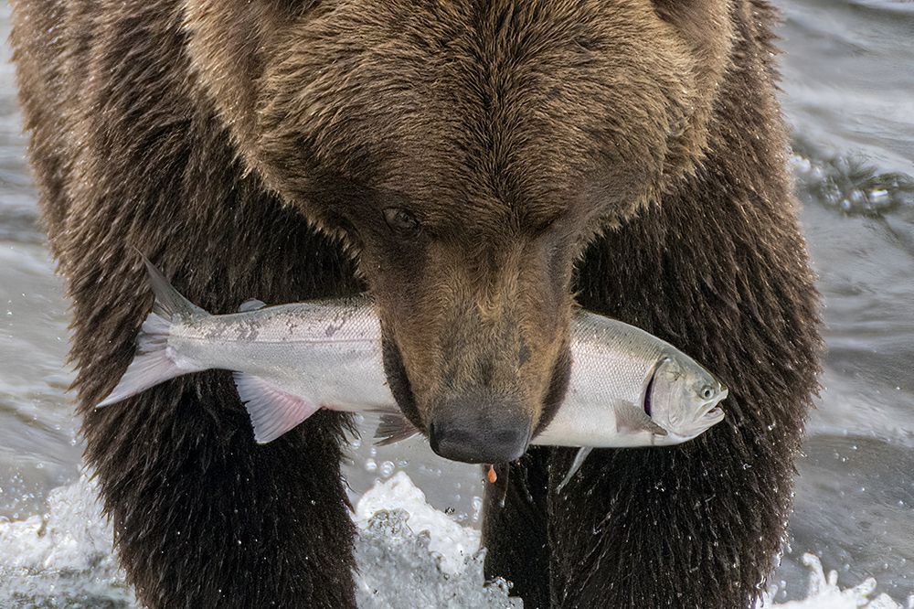 Alaska- Brooks Falls. Grizzley bear holding a salmon in its mouth. art print by Janet Muir for $57.95 CAD