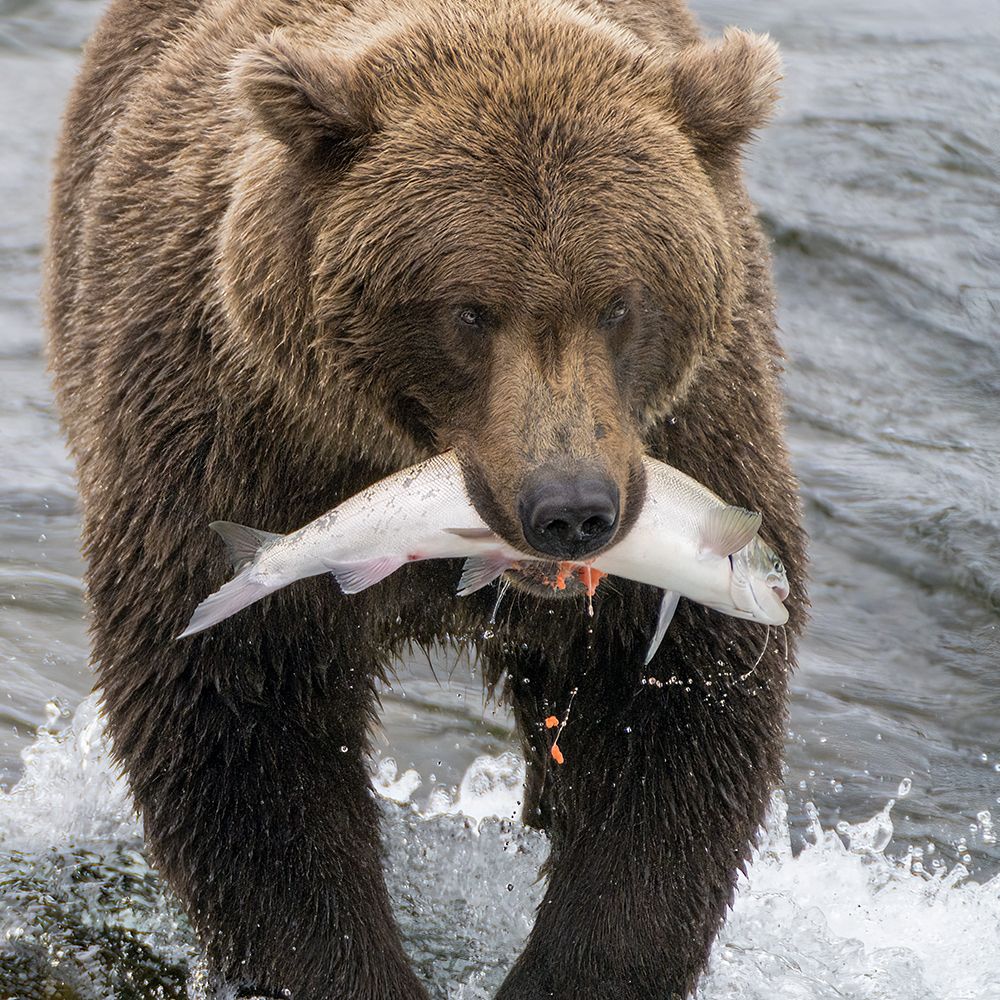 Alaska- Brooks Falls. Grizzley bear holding a salmon in its mouth. art print by Janet Muir for $57.95 CAD