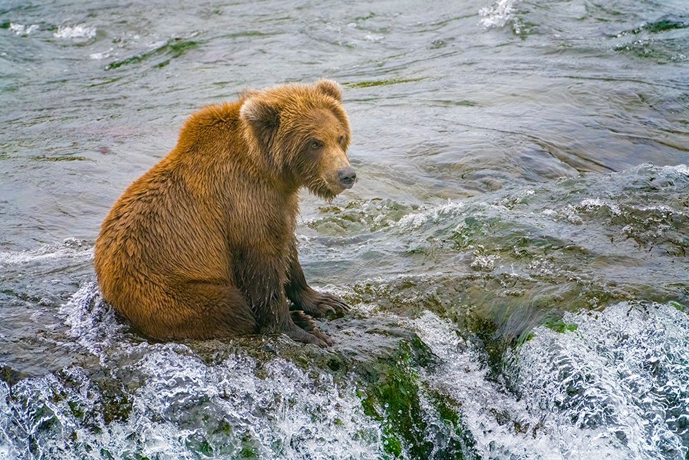 Alaska- Brooks Falls. A grizzly cub sits at the top of the waterfall. art print by Janet Muir for $57.95 CAD