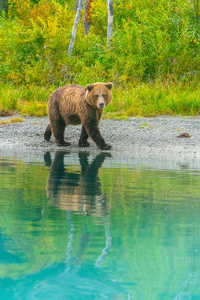 Alaska- Lake Clark. Young grizzly bear walks along the shoreline. art print by Janet Muir for $57.95 CAD