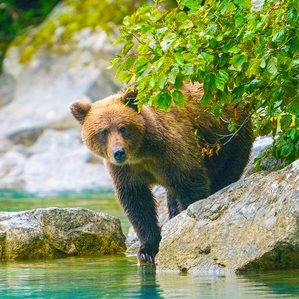 Alaska- Lake Clark. Grizzly bear walks along the shoreline among the boulders. art print by Janet Muir for $57.95 CAD