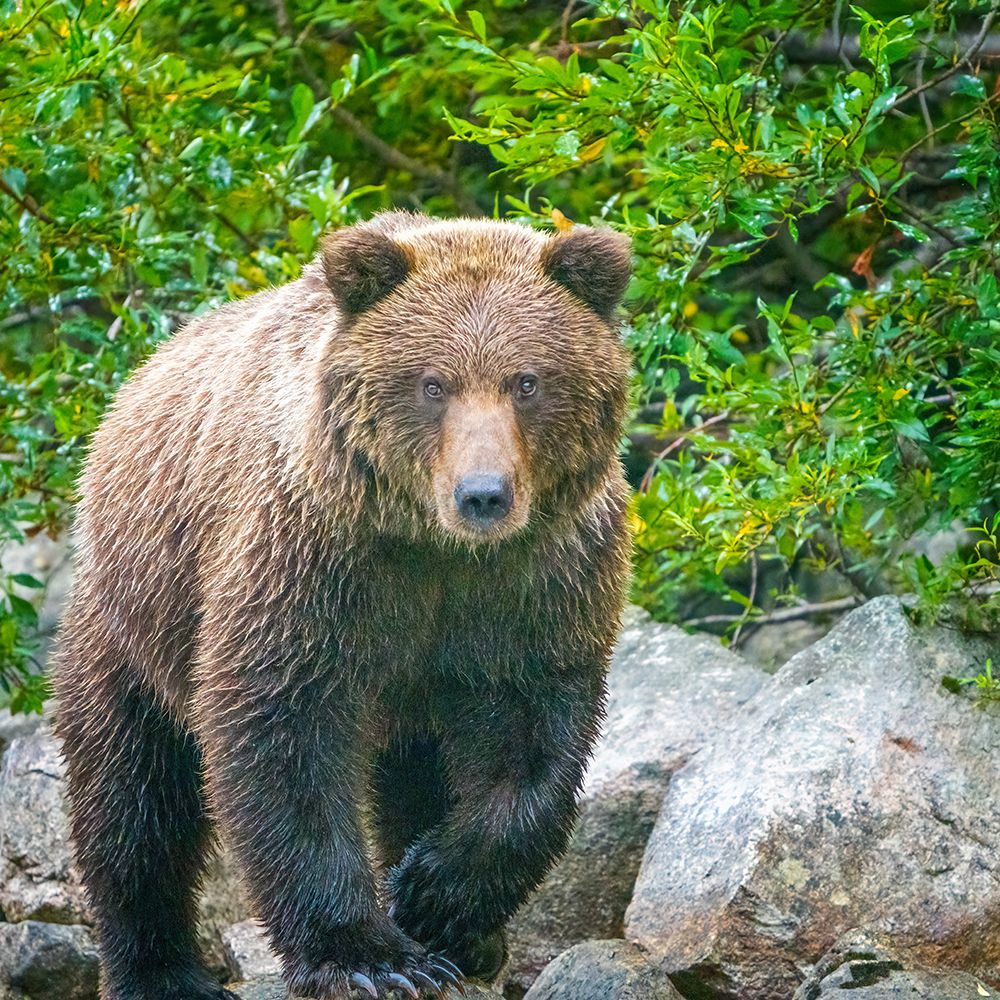 Alaska- Lake Clark. Walking grizzly bear with green foliage in background. art print by Janet Muir for $57.95 CAD