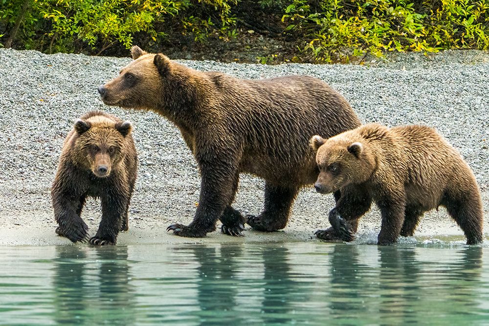 Alaska- Lake Clark. Mom and two cubs walking along the shoreline. art print by Janet Muir for $57.95 CAD