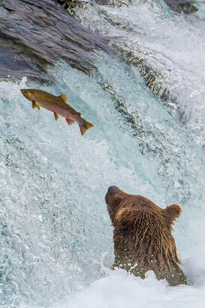 Alaska- Brooks Falls. Grizzly ear at the base of the falls watching a fish jump. art print by Janet Muir for $57.95 CAD