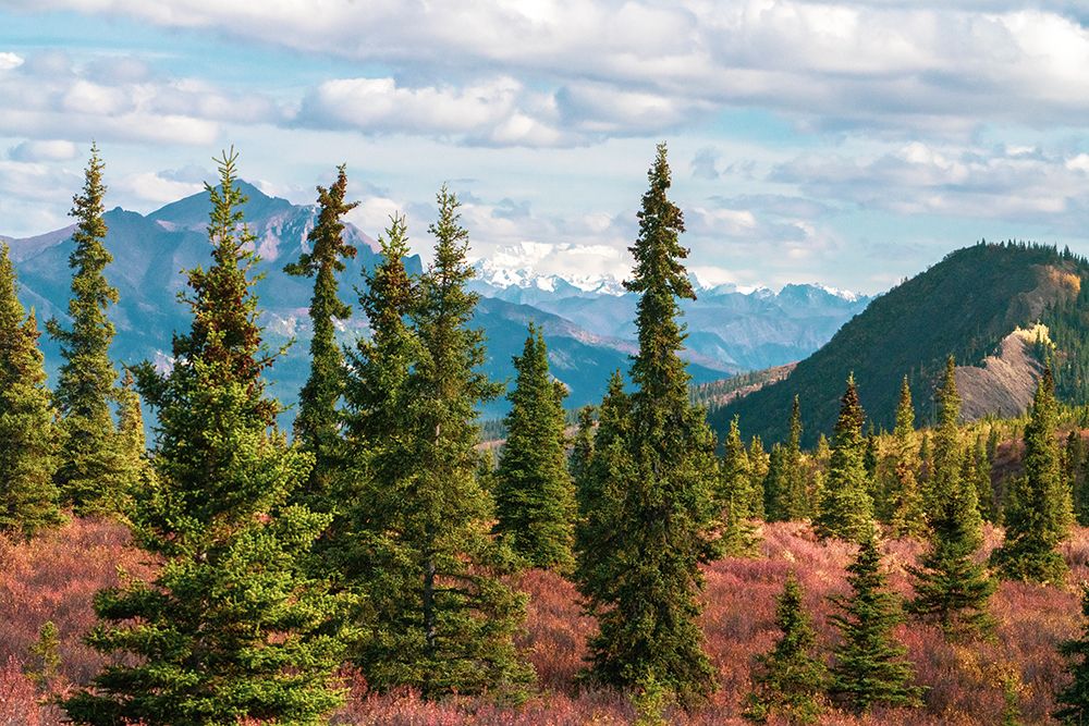 Alaska- Denali National Park. Fall landscape with pine trees and mountain snow. art print by Janet Muir for $57.95 CAD