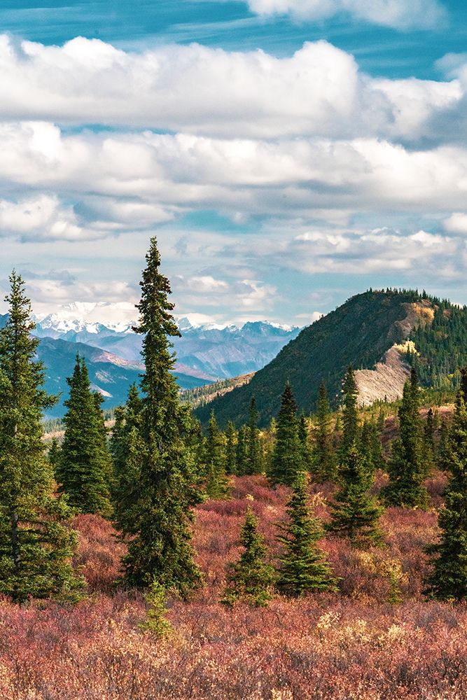 Alaska- Denali National Park. Fall landscape with pine trees and mountain snow. art print by Janet Muir for $57.95 CAD