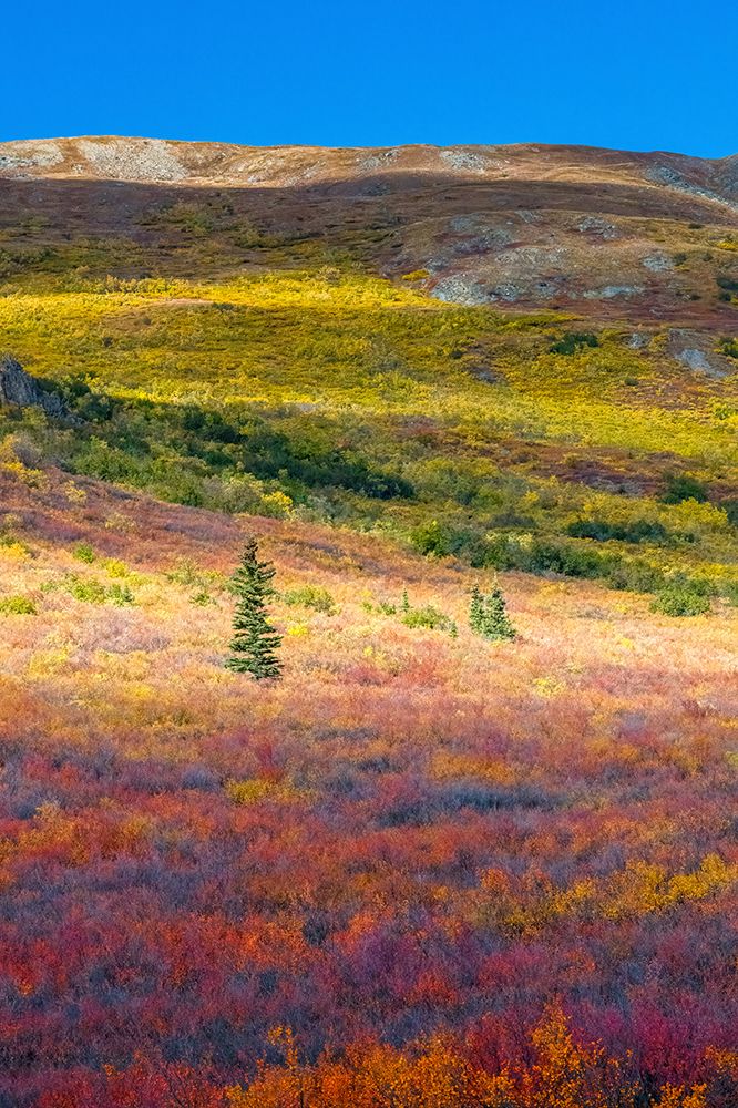Alaska- Denali National Park. Autumn landscape . art print by Janet Muir for $57.95 CAD