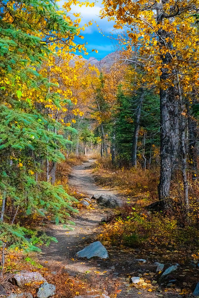 Alaska- Denali National Park. A hiking trail through fall foliage. art print by Janet Muir for $57.95 CAD