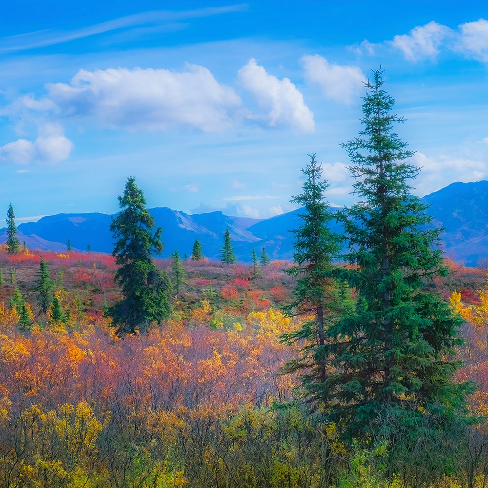 Alaska- Denali National Park. Fall landscape with fall colors. art print by Janet Muir for $57.95 CAD