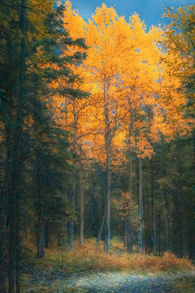 Alaska- Denali National Park. Fall landscape highlighting orange aspen tree.. art print by Janet Muir for $57.95 CAD