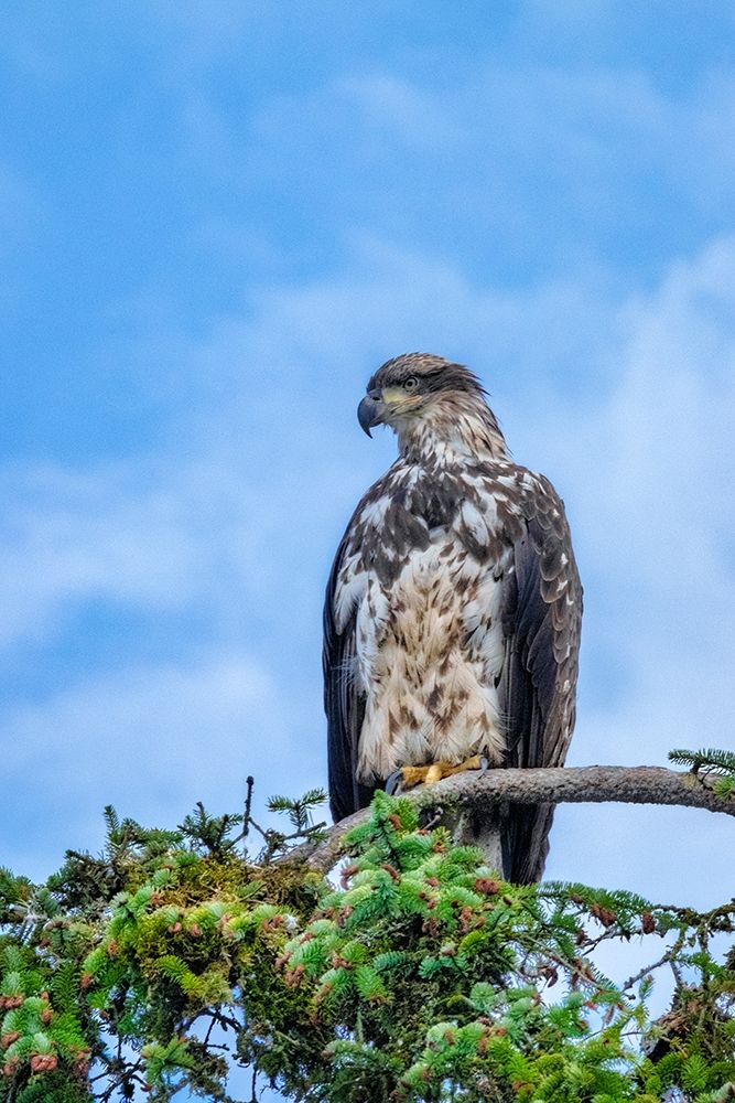 Bald Eagle-Alaska-USA art print by Jim Engelbrecht for $57.95 CAD