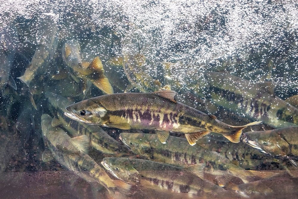 Salmon run-Macaulay Salmon Hatchery-Douglas Island-Alaska-USA art print by Jim Engelbrecht for $57.95 CAD