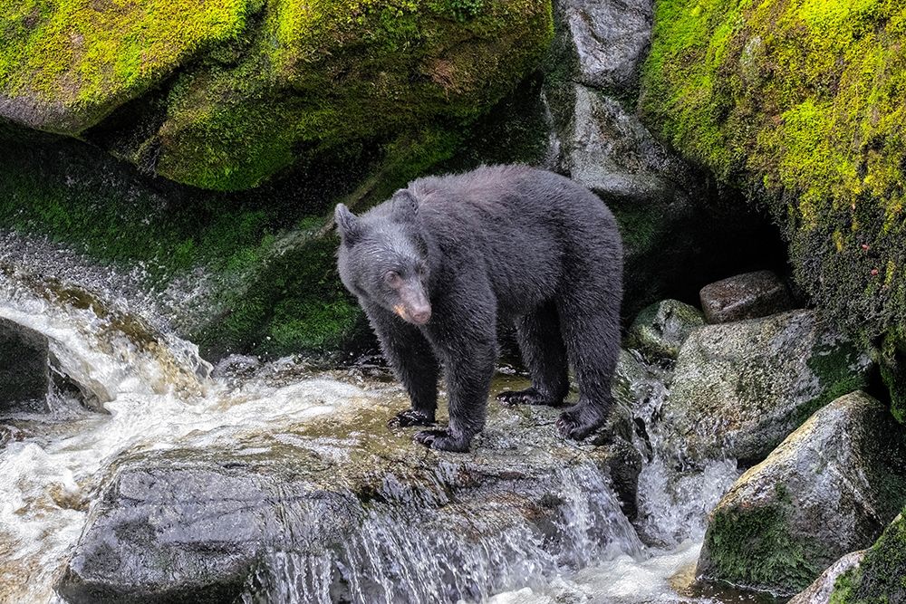 Black Bear-Anan Creek-Wrangell-Alaska-USA art print by Jim Engelbrecht for $57.95 CAD