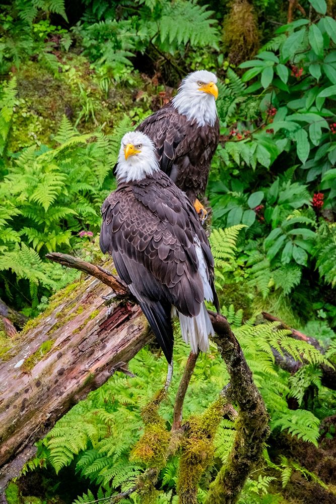 Bald Eagle-Anan Creek-Wrangell-Alaska-USA art print by Jim Engelbrecht for $57.95 CAD