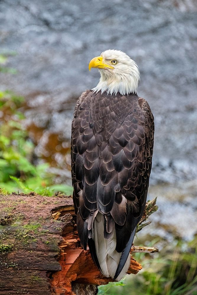 Bald Eagle-Anan Creek-Wrangell-Alaska-USA art print by Jim Engelbrecht for $57.95 CAD