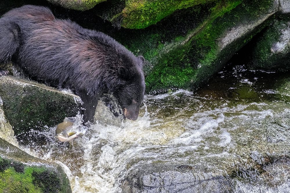 Black Bear-Salmon run-Anan Creek-Wrangell-Alaska-USA art print by Jim Engelbrecht for $57.95 CAD