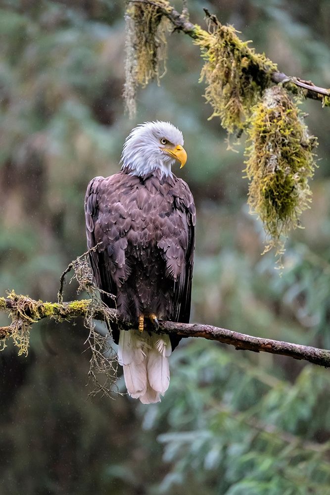 Bald Eagle-Anan Creek-Wrangell-Alaska-USA art print by Jim Engelbrecht for $57.95 CAD