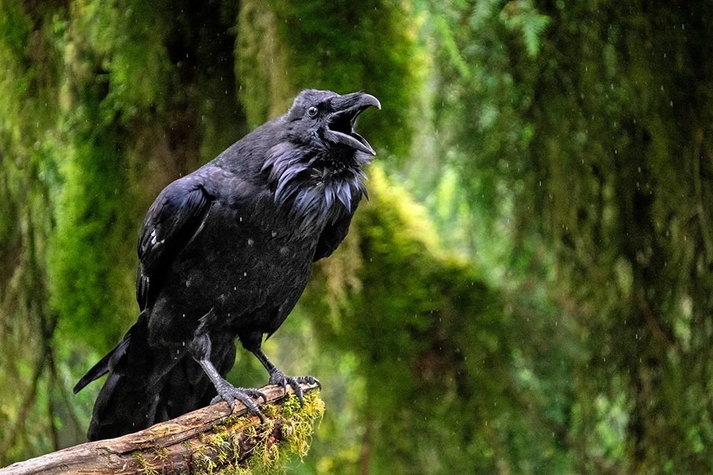 Raven-Anan Creek-Wrangell-Alaska art print by Jim Engelbrecht for $57.95 CAD