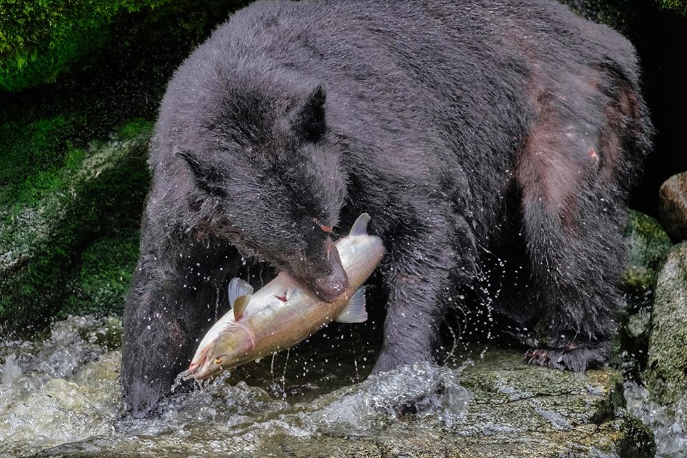 Black Bear-Salmon run-Anan Creek-Wrangell-Alaska-USA art print by Jim Engelbrecht for $57.95 CAD