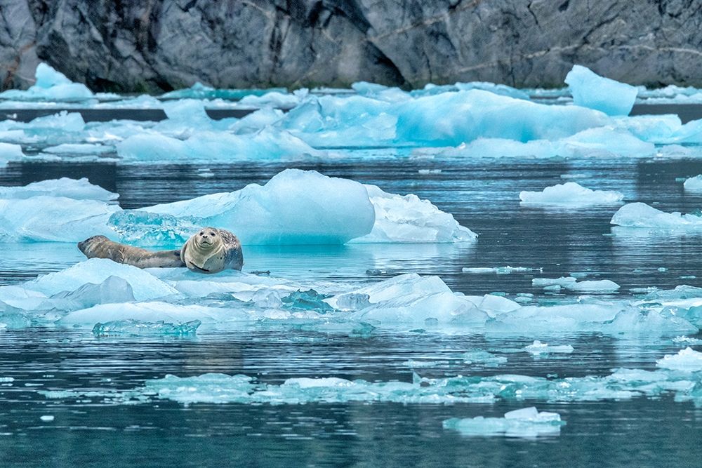 Harbor Seal-LeConte Bay-Alaska-USA art print by Jim Engelbrecht for $57.95 CAD