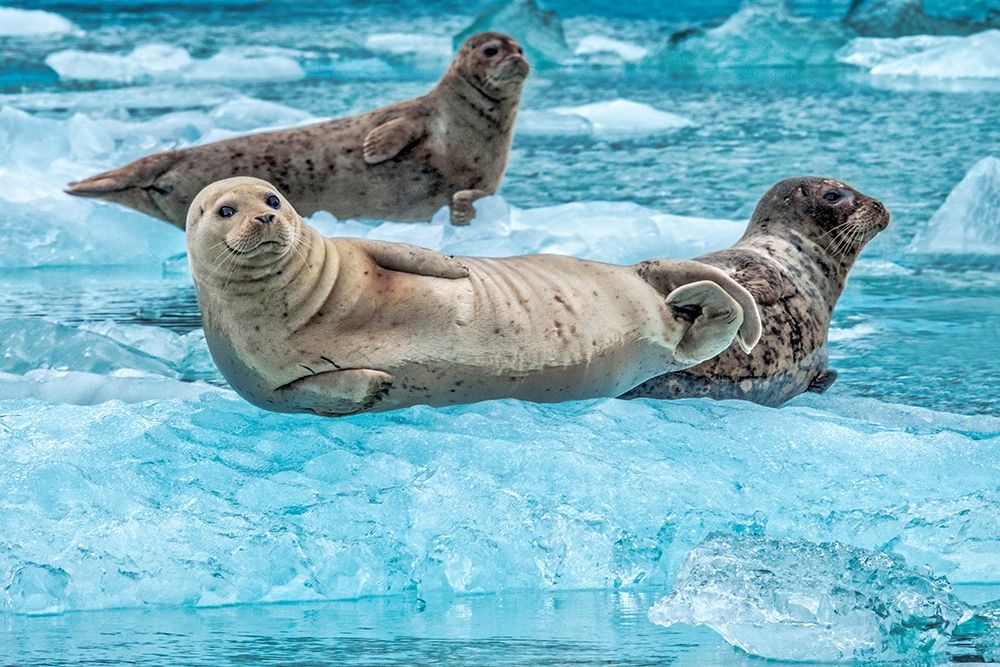 Harbor Seal-LeConte Bay-Alaska-USA art print by Jim Engelbrecht for $57.95 CAD