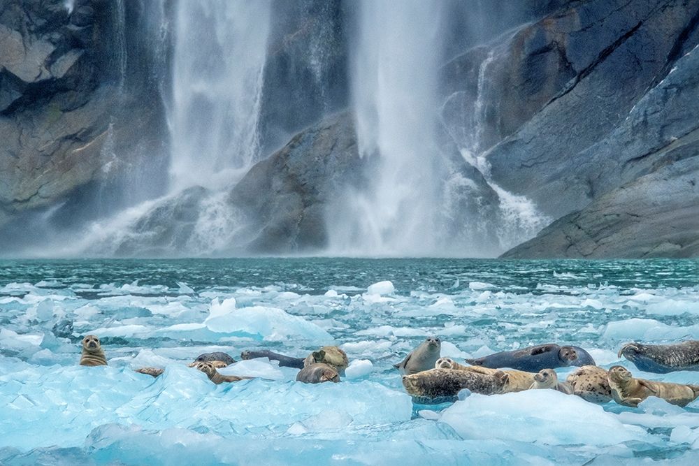 Waterfall-Harbor Seal-LeConte Bay-Alaska art print by Jim Engelbrecht for $57.95 CAD