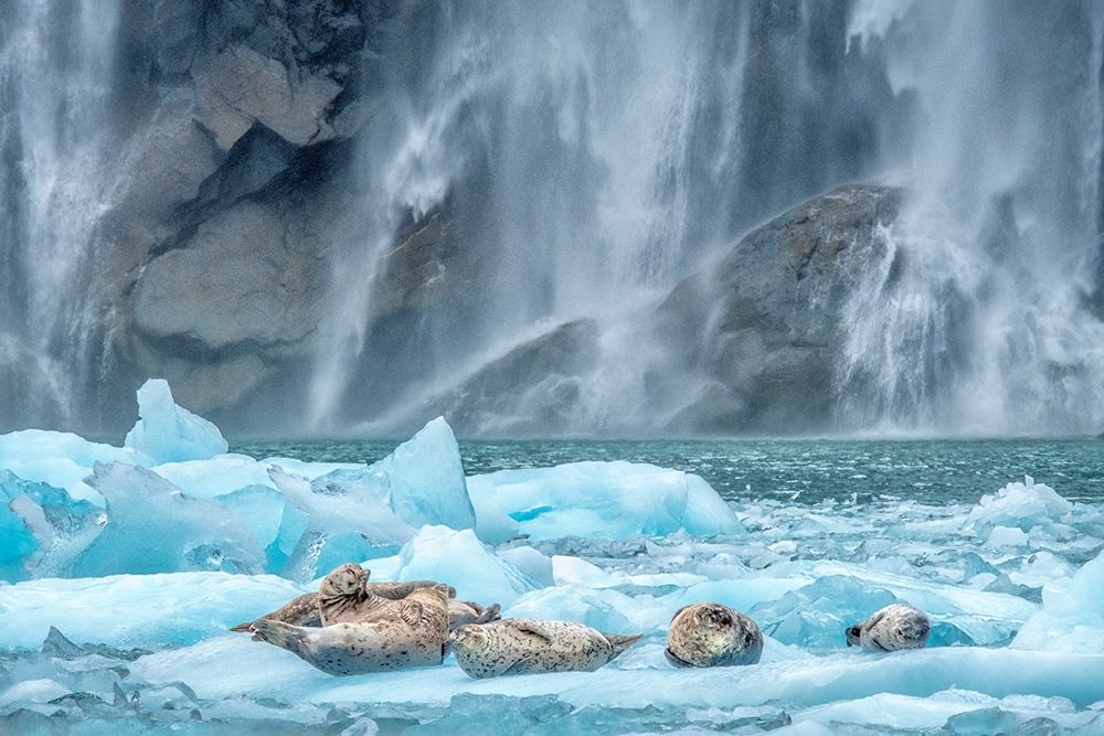 Waterfall-Harbor Seal-LeConte Bay-Alaska art print by Jim Engelbrecht for $57.95 CAD