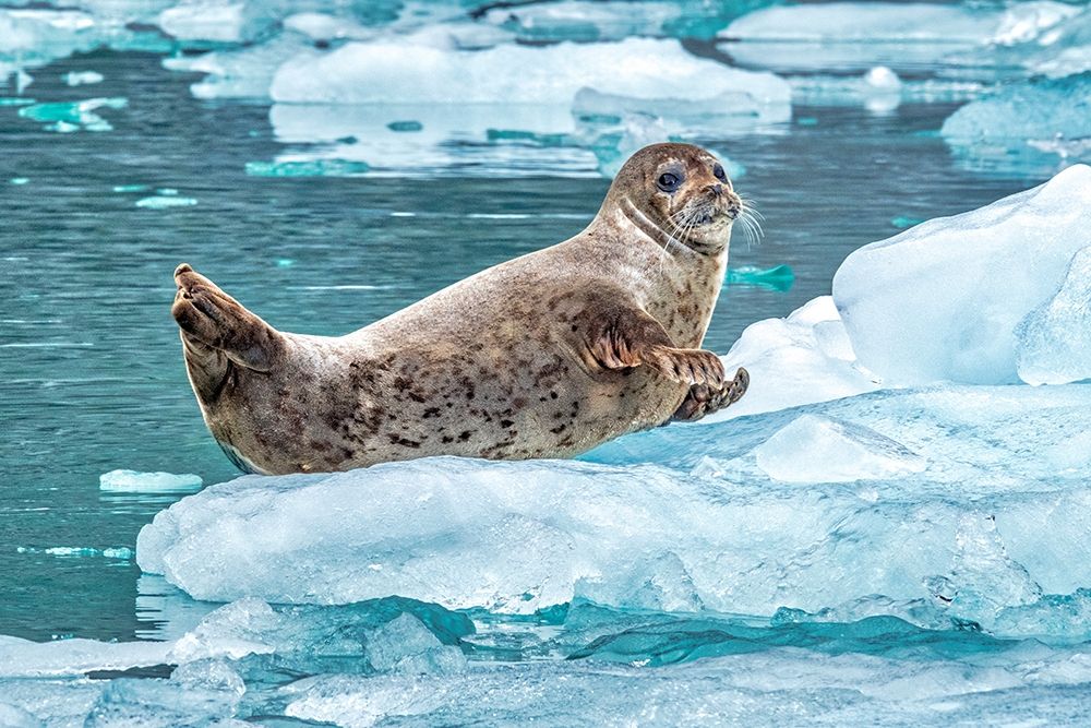 Harbor Seal-LeConte Bay-Alaska-USA art print by Jim Engelbrecht for $57.95 CAD