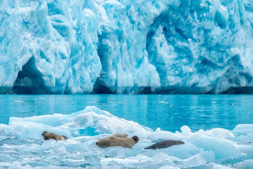 LeConte Glacier-Harbor Seal-LeConte Bay-Alaska-USA art print by Jim Engelbrecht for $57.95 CAD
