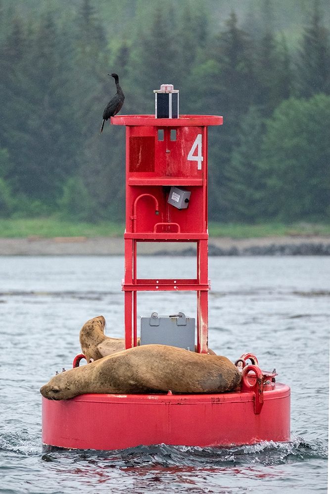 Cormorant and Steller sea lion-Ernest Sound-Wrangell-Alaska art print by Jim Engelbrecht for $57.95 CAD