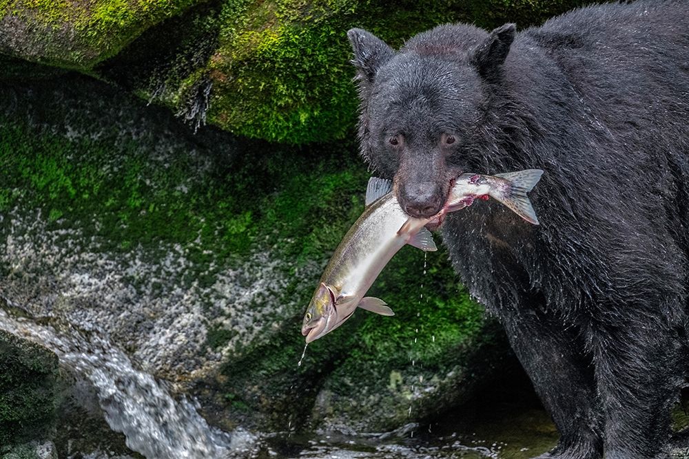 Black Bear-Salmon run-Anan Creek Wrangell-Alaska-USA art print by Jim Engelbrecht for $57.95 CAD
