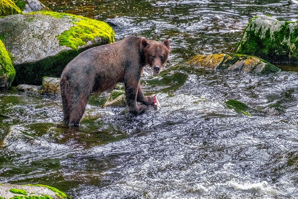 Grizzly Bear-salmon run-Anan Creek-Wrangell-Alaska-USA art print by Jim Engelbrecht for $57.95 CAD