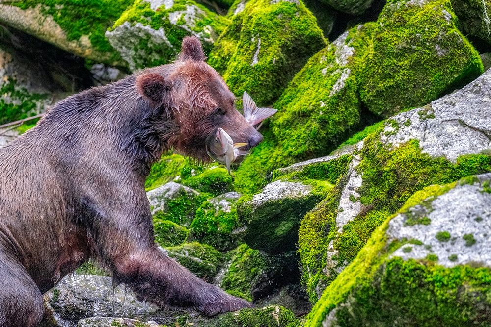 Grizzly Bear-salmon run-Anan Creek-Wrangell-Alaska-USA art print by Jim Engelbrecht for $57.95 CAD