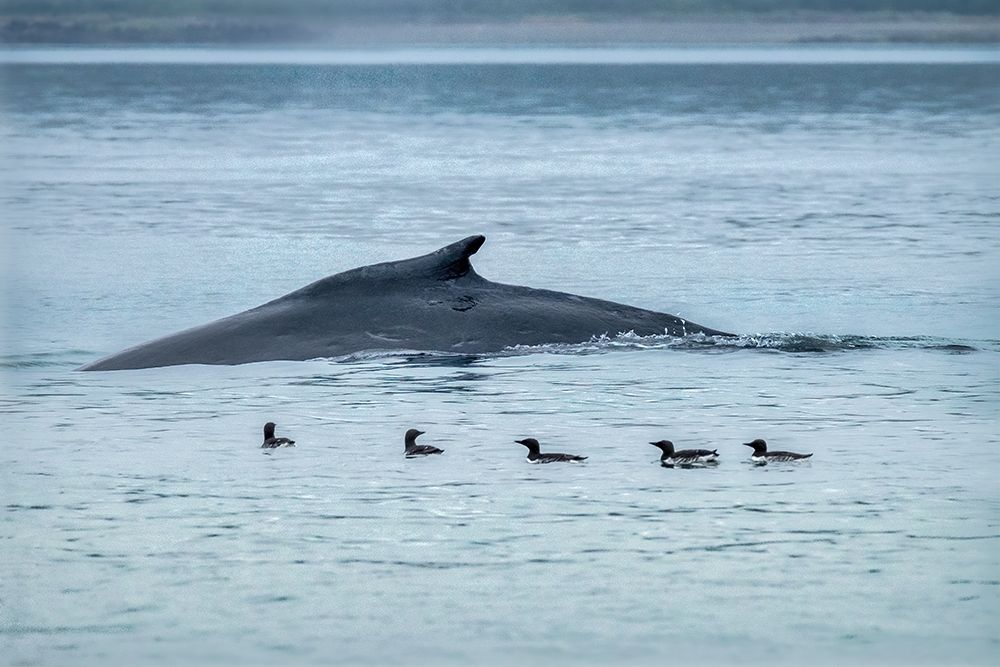 Humpback Whale-Ernest Sound-Wrangell-Alaska-USA art print by Jim Engelbrecht for $57.95 CAD