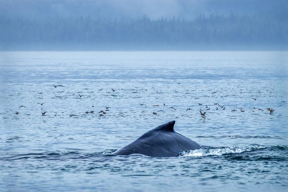 Humpback Whale-Ernest Sound-Wrangell-Alaska-USA art print by Jim Engelbrecht for $57.95 CAD