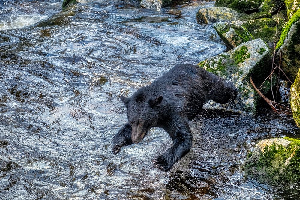 Black Bear-Salmon run-Anan Creek Wrangell-Alaska-USA art print by Jim Engelbrecht for $57.95 CAD