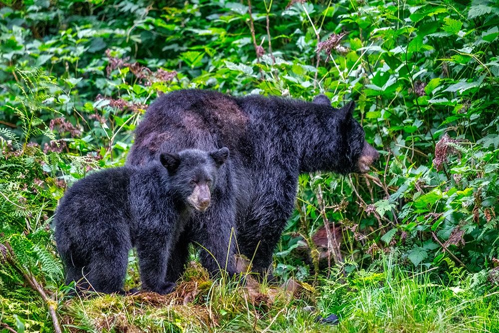 Black Bear adult and Cub-Anan Creek-Wrangell-Alaska-USA art print by Jim Engelbrecht for $57.95 CAD