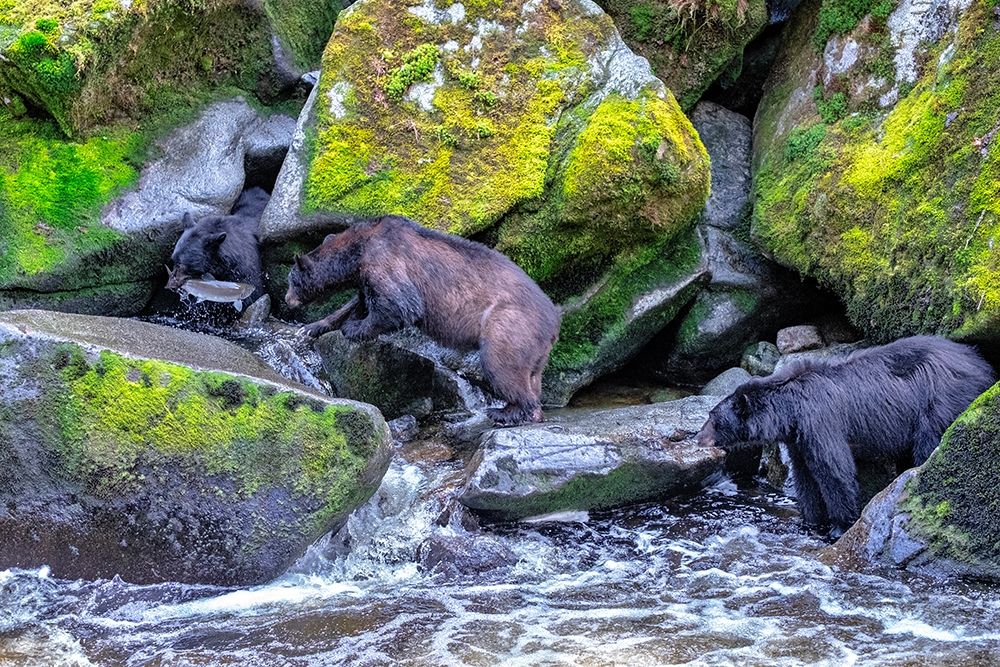 Black Bear-Salmon run-Anan Creek Wrangell-Alaska-USA art print by Jim Engelbrecht for $57.95 CAD